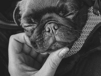 Close-up of person holding small dog