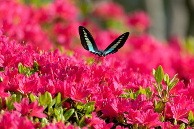 Close-up of butterfly pollinating on pink flower