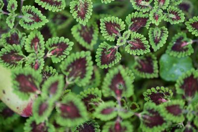 Full frame shot of flowering plants