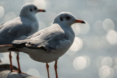 Close-up of seagull perching