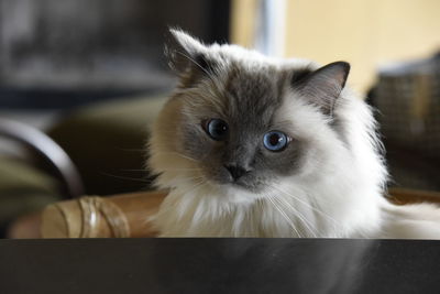 Close-up portrait of cat