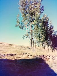 Trees on beach against clear sky