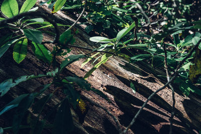 Plants growing on a tree