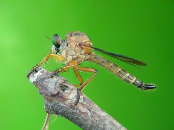 Close-up of dragonfly on leaf