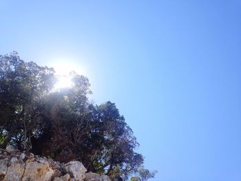 Low angle view of tree against blue sky