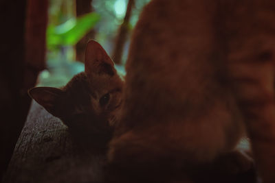 Close-up portrait of a cat