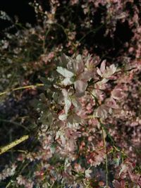 Close-up of flowers