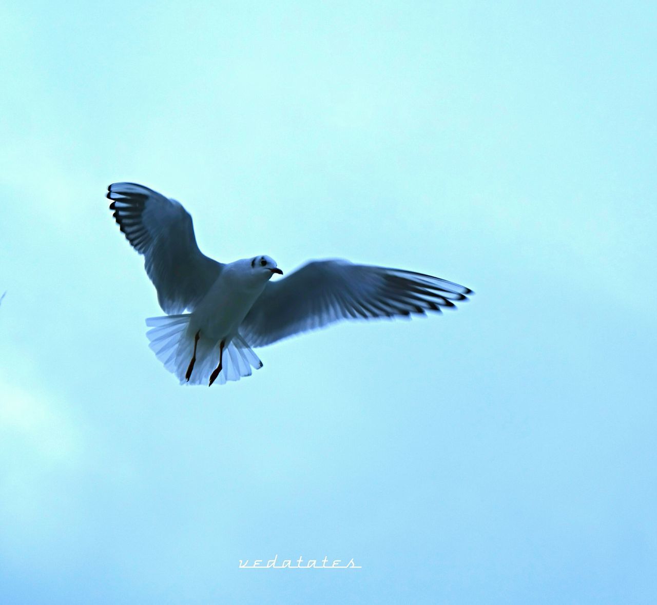 LOW ANGLE VIEW OF BIRD FLYING IN SKY