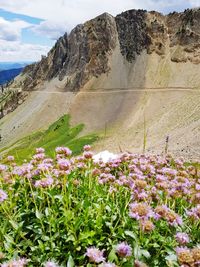 View of flowers growing on landscape