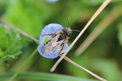 Close-up of butterfly on leaf