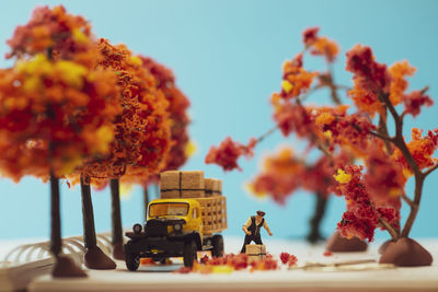 Close-up of orange flowering plant on table