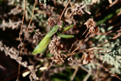 Close-up of wilted plant on field