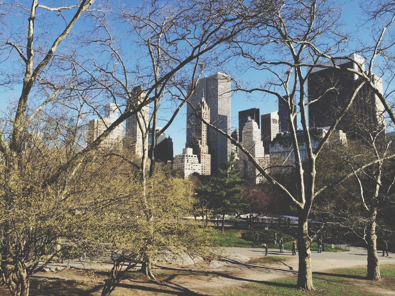 architecture, building exterior, built structure, tree, bare tree, branch, low angle view, clear sky, sky, tower, sunlight, day, tall - high, history, growth, blue, no people, city, outdoors, tree trunk