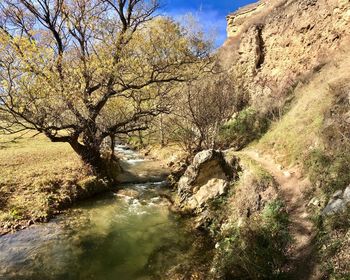 View of river flowing through forest