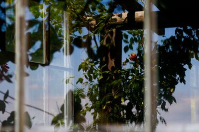 Close-up of plants hanging from tree