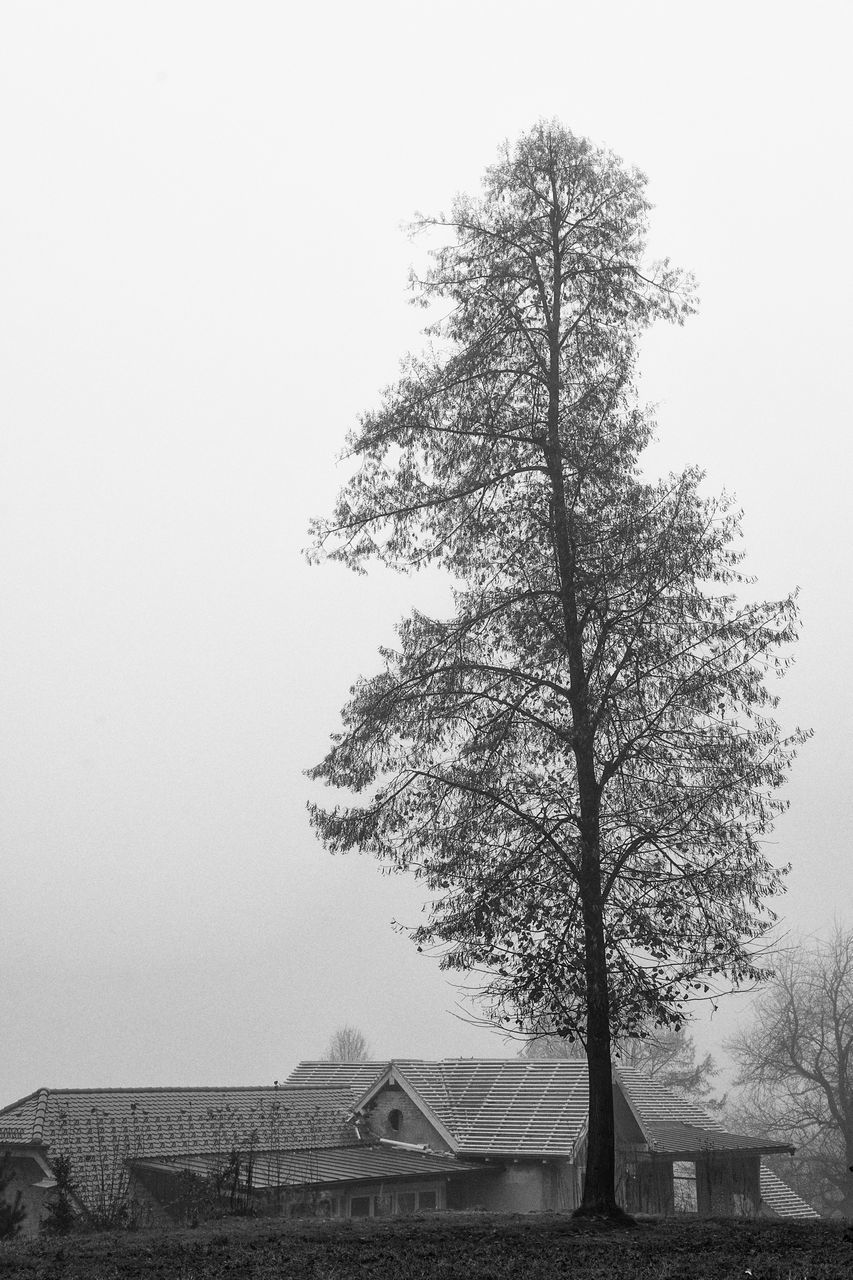 TREE BY HOUSE AGAINST CLEAR SKY