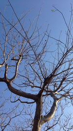 Low angle view of bare trees against blue sky