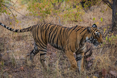 Side view of a cat