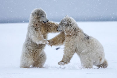 Polar bears fighting on snow covered landscape