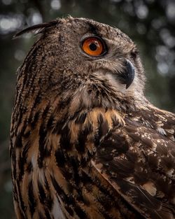 Close-up portrait of owl