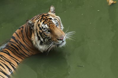 Tiger in a lake