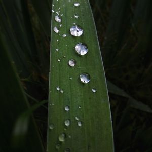 Close-up of raindrops on leaf