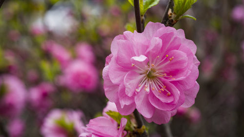 Close-up of pink flowering plant