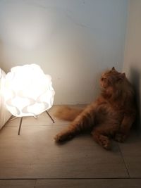 Cat lying on floor against wall at home