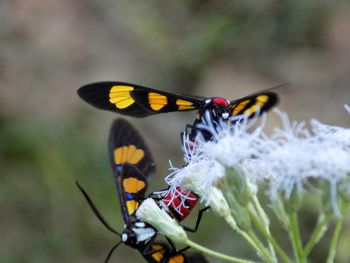 Butterfly perching on flower