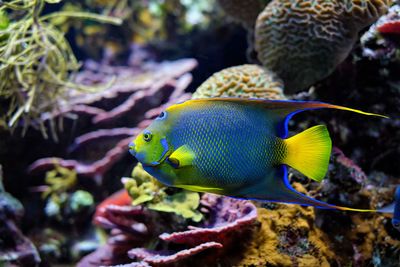 Queen angelfish holacanthus ciliaris aka  blue angelfish, golden angelfish or yellow angelfish 