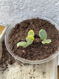 High angle view of fresh green plant in mud