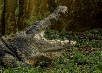 View of lizard on tree