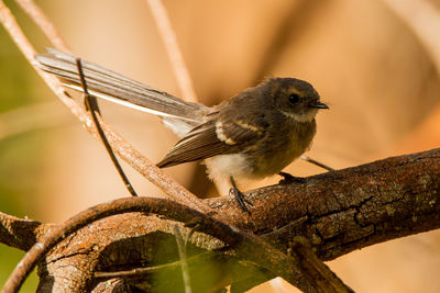 Close-up of bird perching on branch