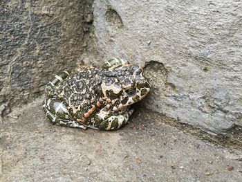 High angle view of crab on rock