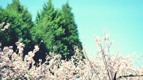 Low angle view of flowering tree against clear blue sky