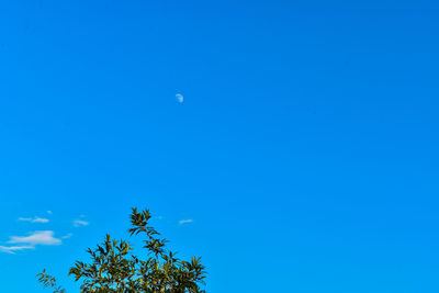 Low angle view of tree against blue sky