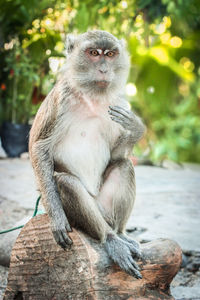 Portrait of lion sitting outdoors