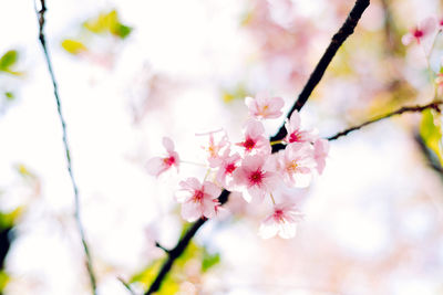 Close-up of cherry blossom blooming on tree