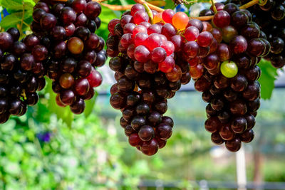 Close-up of grapes