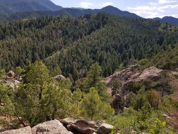 Scenic view of trees in forest against sky