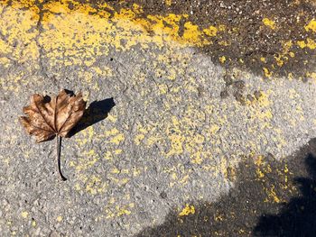 High angle view of maple leaves on street