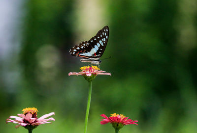 Close-up of butterfly pollinating on flower