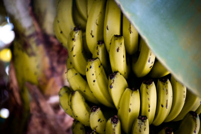 Close-up of bananas growing on plant