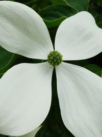 Close-up of white flower