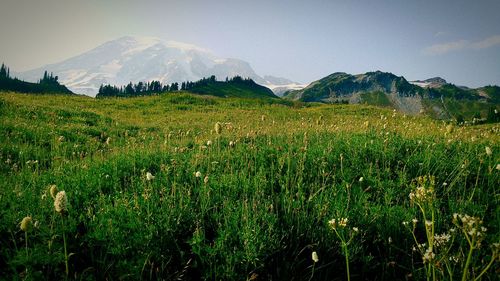 Scenic view of field against sky