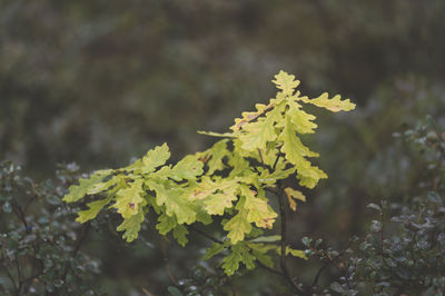 Close-up of fresh maple leaves on land against blurred background