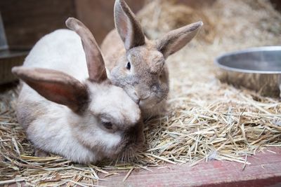 Close-up of rabbits on hays