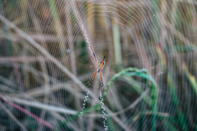 Close-up of spider on web