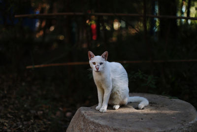 Cat standing on field