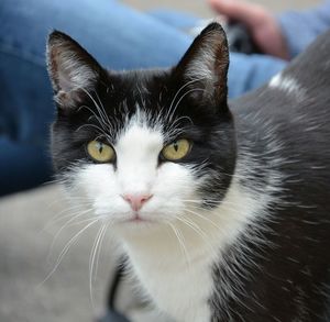 Close-up portrait of cat at home